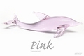 Asian Pink Transparant 250 gram
