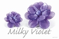 Asian Milky Violet 250 gram